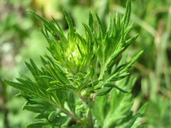 Beifuß-Artemisia vulgaris1.jpg