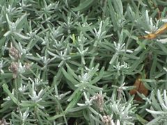 Echter Lavendel (Lavendula angustfolia).jpg