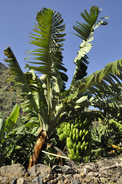 Kategorie:Banane – Koch-Wiki