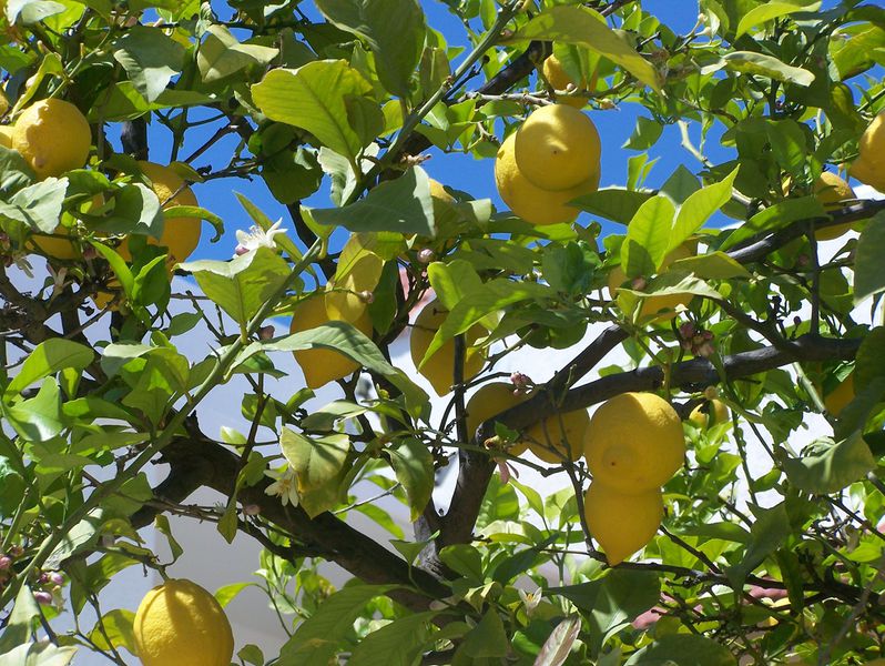 Datei:Lemon Tree.jpg
