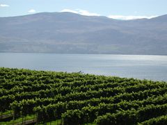 Vineyards Lake Okanagan.jpg