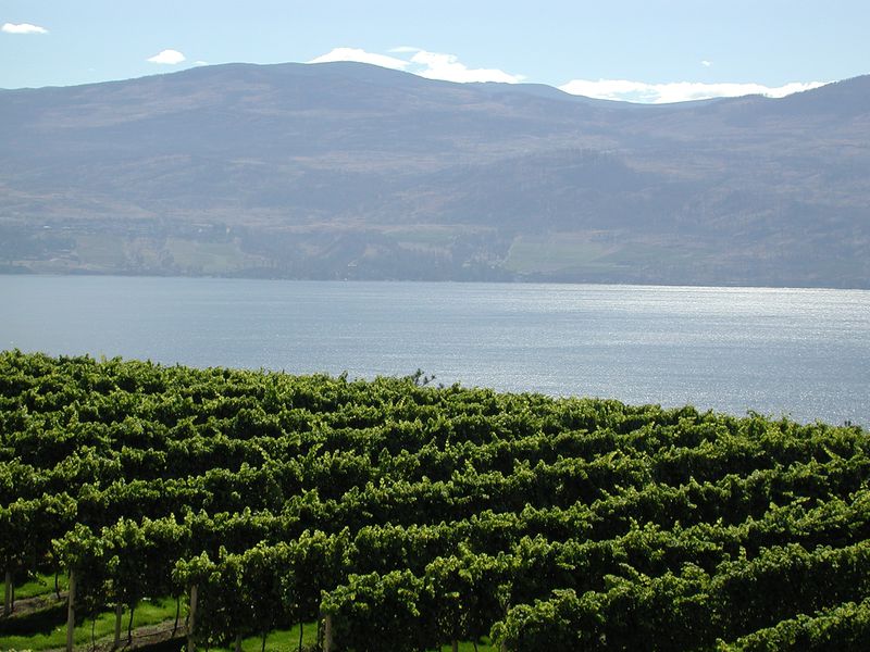 Datei:Vineyards Lake Okanagan.jpg