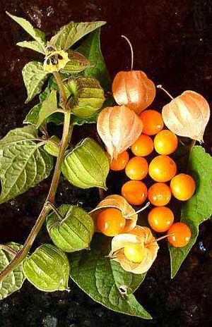 Physalis