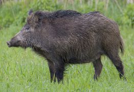 Wildschwein-Wiki.jpg