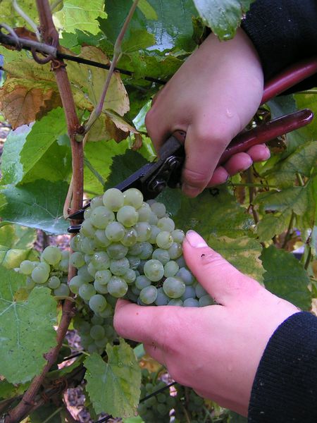 Datei:Grape gathering.jpg