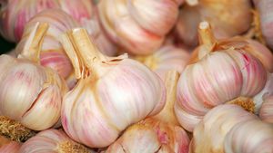 Knoblauch