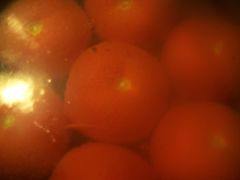 Die Tomatenhaut platzt