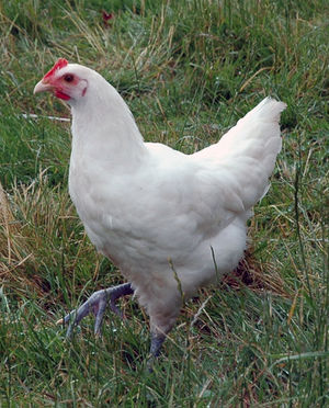 Bressehuhn