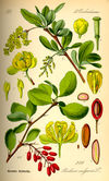 Illustration Berberis vulgaris0.jpg