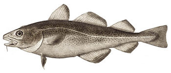 Atlantic cod.jpg