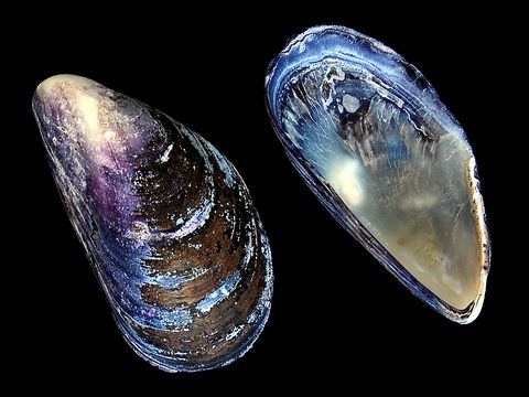 kategorie-muschelarten-koch-wiki