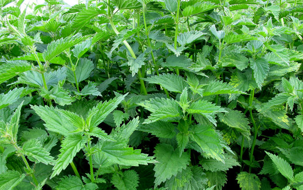 Zutat:Brennnessel – Koch-Wiki