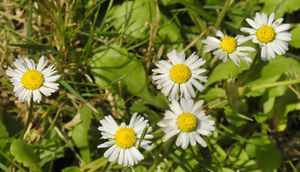 Gänseblümchen