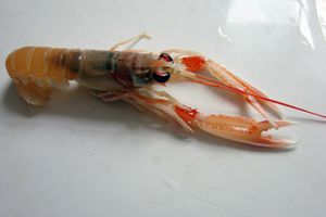 Scampi