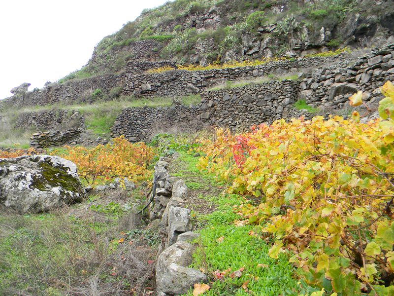 Datei:Wein auf La Gomera.jpg