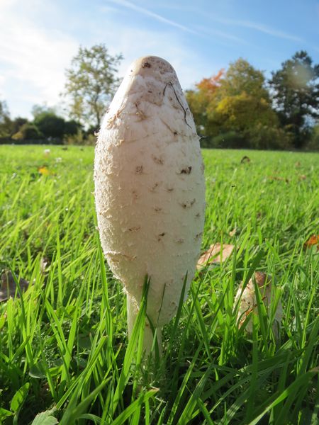 Datei:20131022Coprinus comatus5.jpg