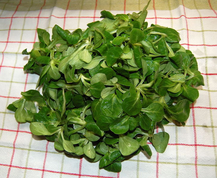 Datei:Ackersalat gewaschen.jpg