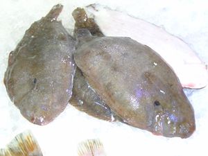 Kategorie:Seezunge – Koch-Wiki