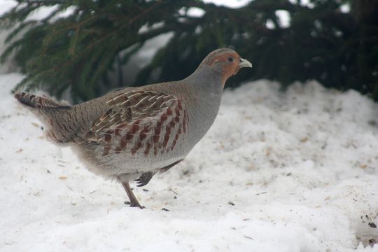kategorie-wildarten-koch-wiki
