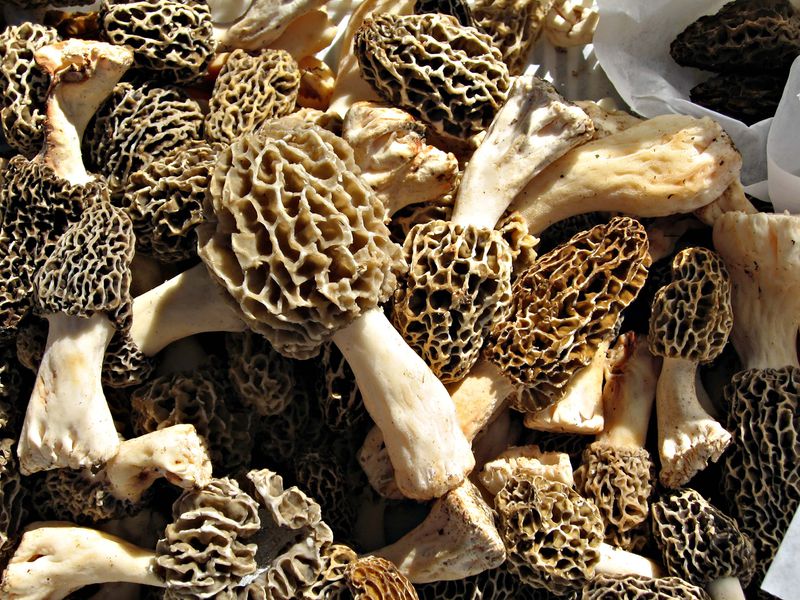 Datei:BlondMorels (8318718299).jpg