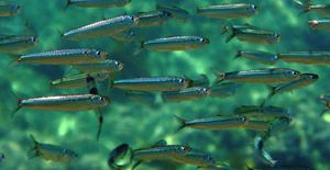 Sardine