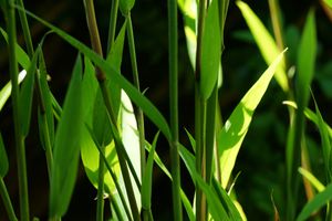 Bambusblatt