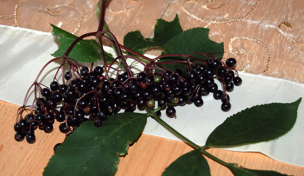 Zutat:Holunderbeere – Koch-Wiki