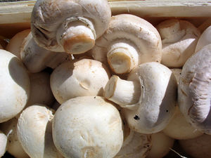 Champignon