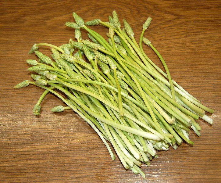 Datei:Wildspargel.jpg