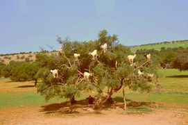 Ziegen auf Arganbäumen