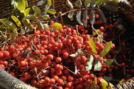 gesammelte Vogelbeeren