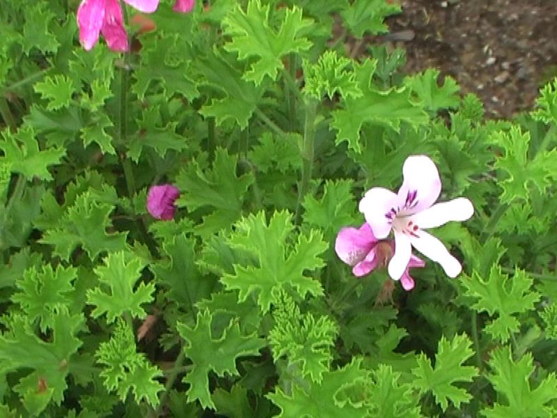 Datei:Duftpelargonie - Pelargonium Citrodorum.jpg