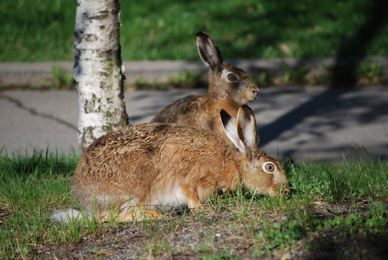 Datei:Wildhase.jpg