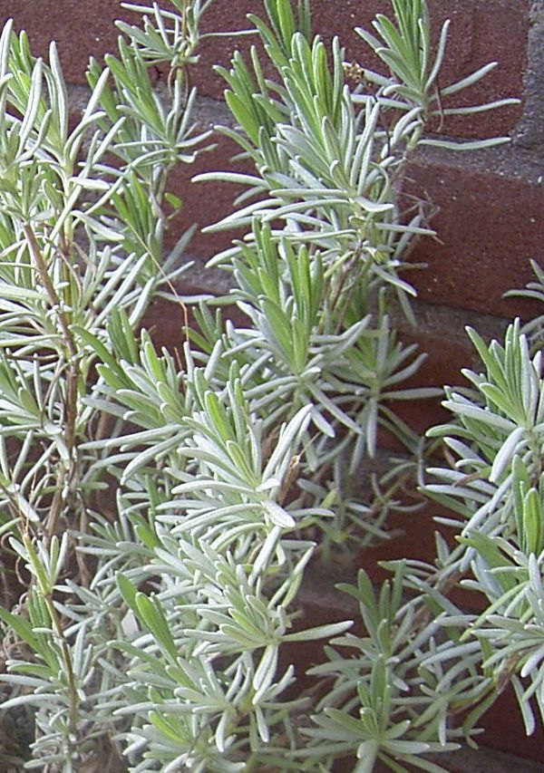 Zutat:Lavendel – Koch-Wiki