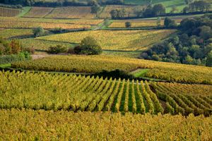 Pouilly-Fuissé