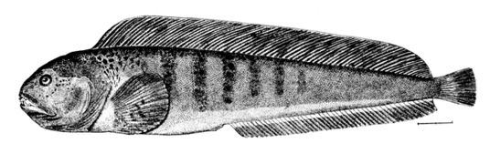 Gestreifter Seewolf (lat.: Anarhichas lupus), Nordsee und Nordatlantik