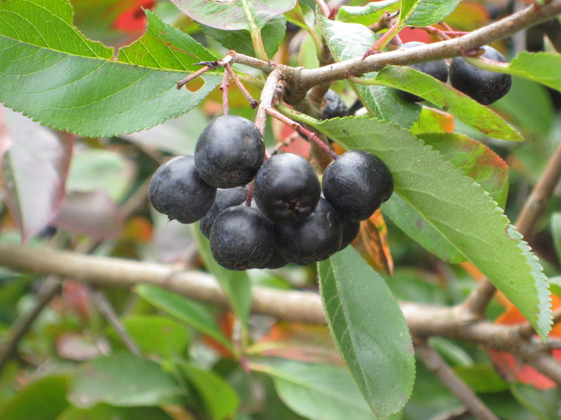 Datei:Aronia Negro 1.jpg